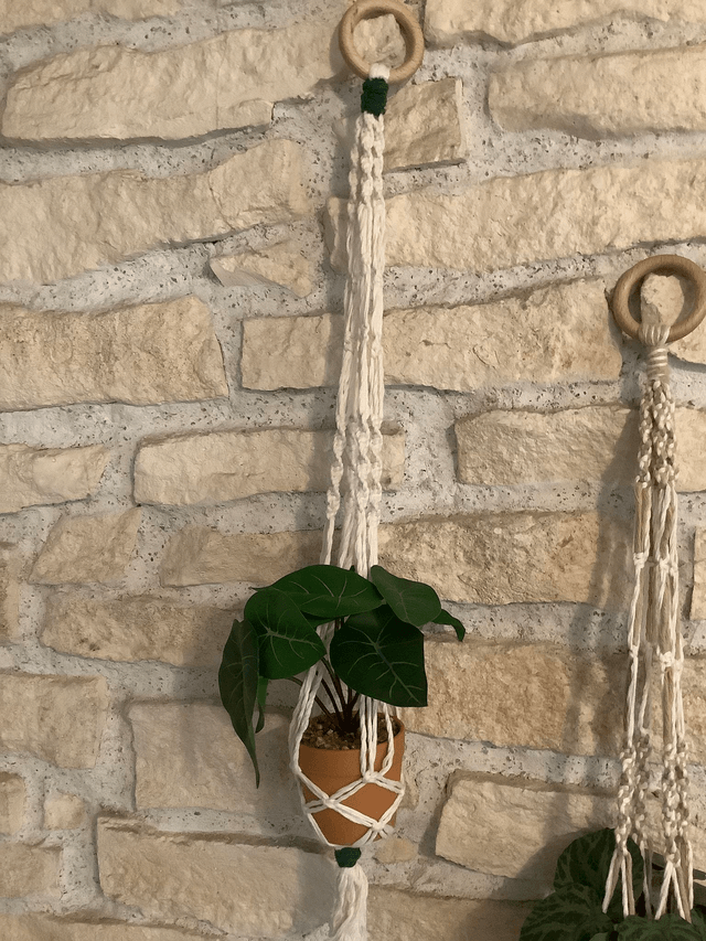 Suspension Plantes