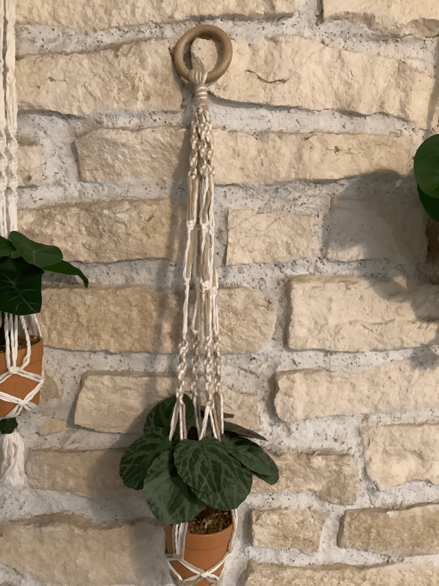 Suspension Plantes